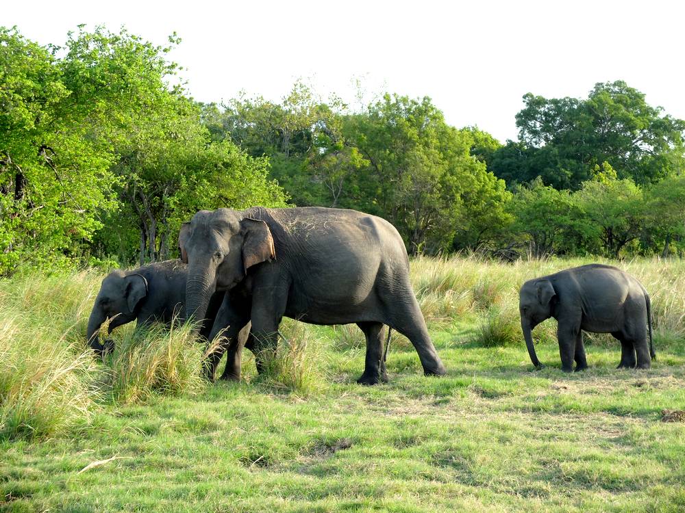 elephant safari sri lanka