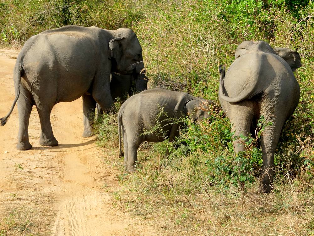 elephant family sri lanka