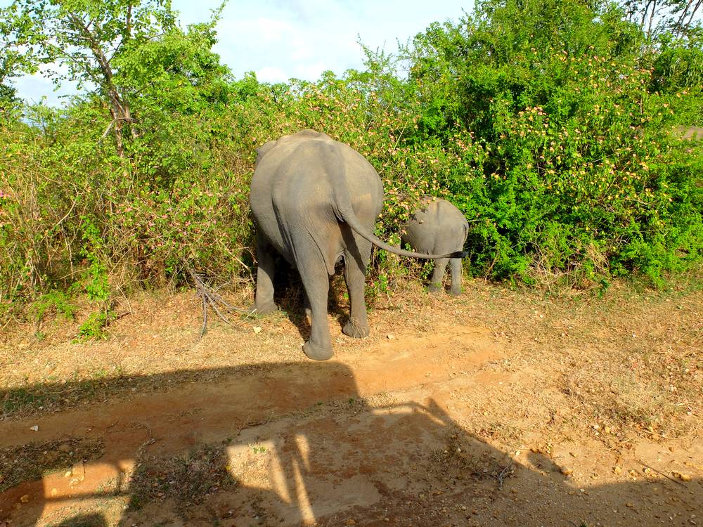uda walawe elephants