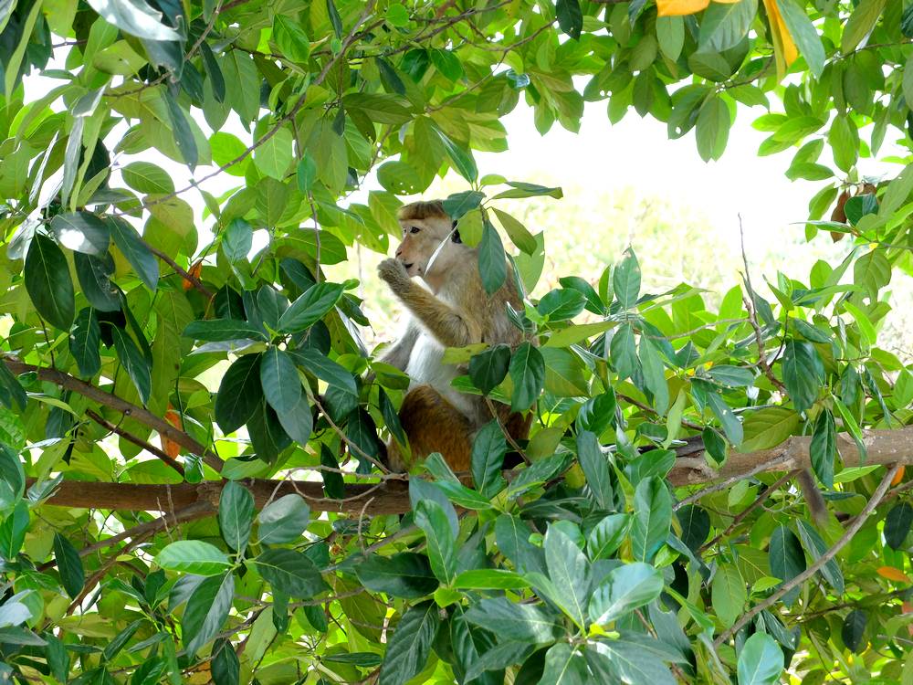 macaque sri lanka