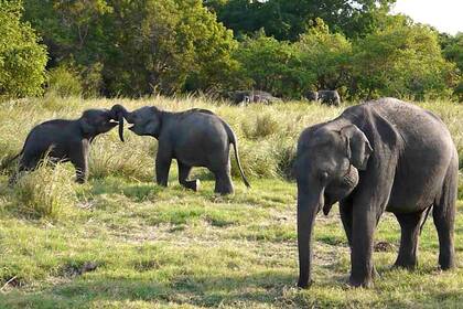 elephants safari sri lanka