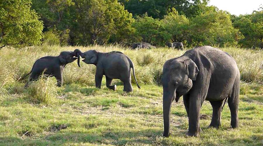 elephants safari sri lanka