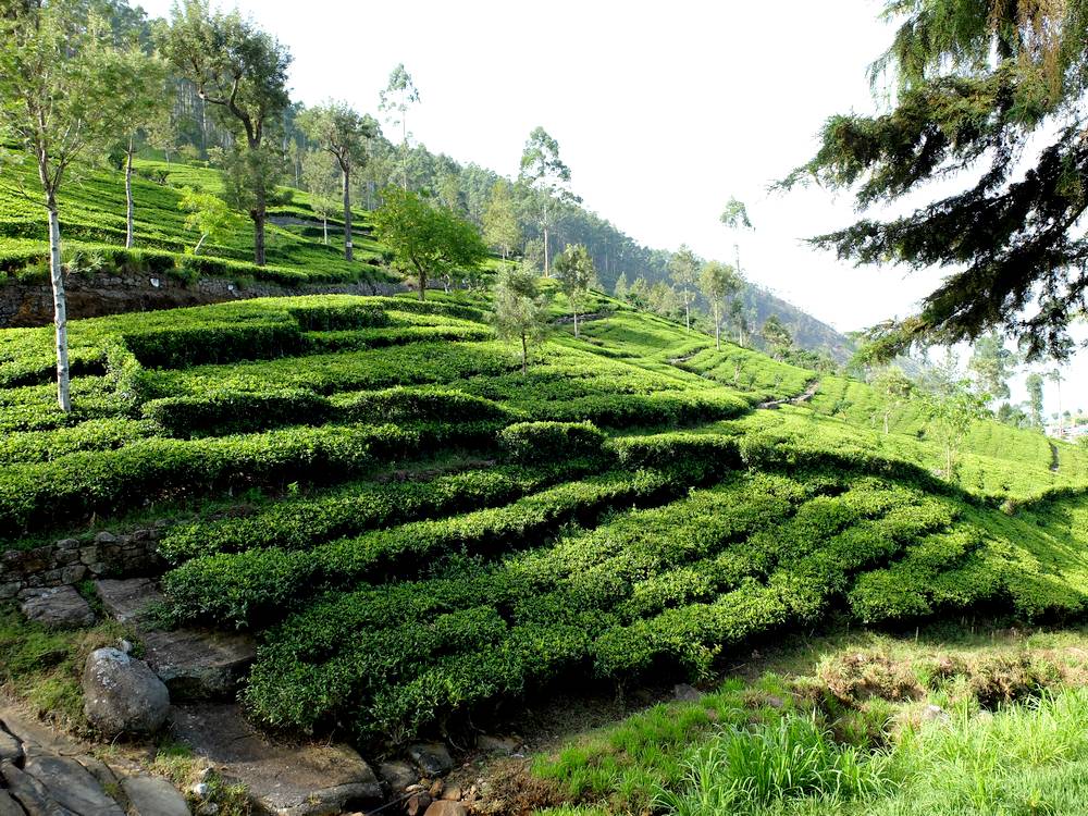visiter plantation thé lipton sri lanka