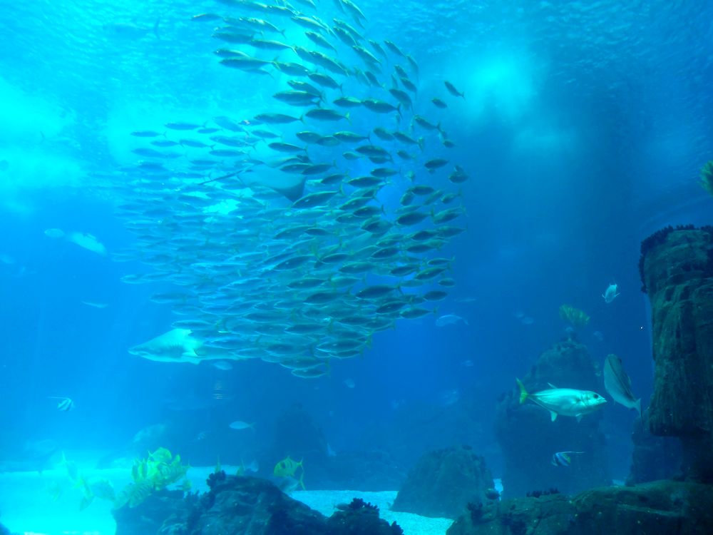 aquarium lisbonne